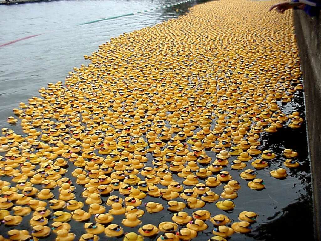 Thousands Of Rubber Duckies - Thousands Of Rubber Ducks , HD Wallpaper & Backgrounds