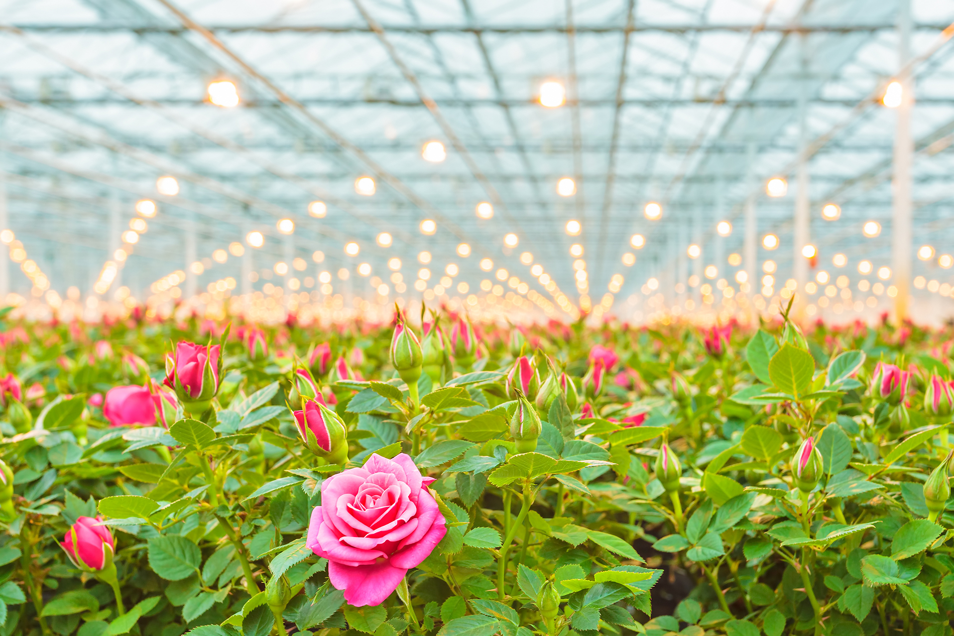 The Roses Grown In Greenhouse - Flowers In A Greenhouse , HD Wallpaper & Backgrounds