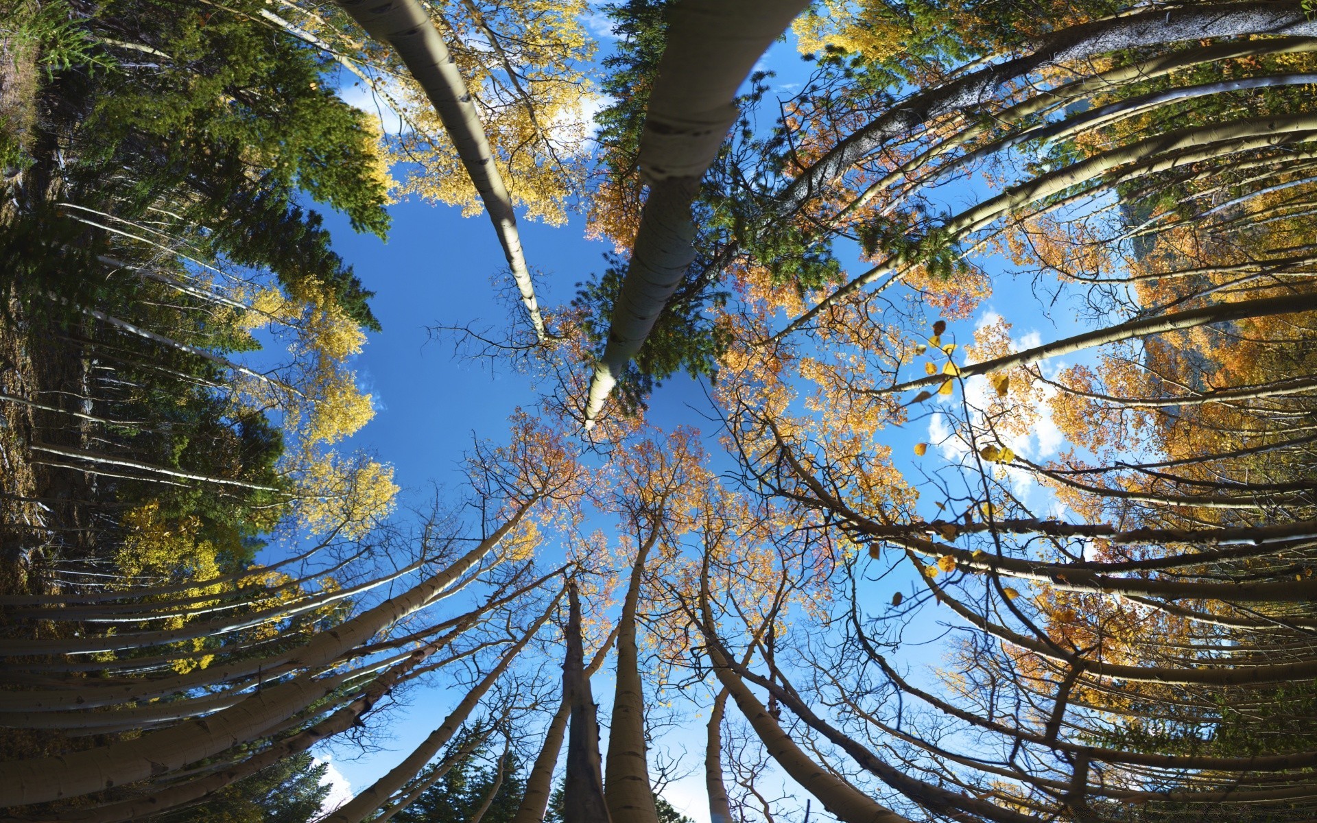 Forest Tree Wood Nature Landscape Park Fair Weather - Fisheye Wallpaper Hd , HD Wallpaper & Backgrounds