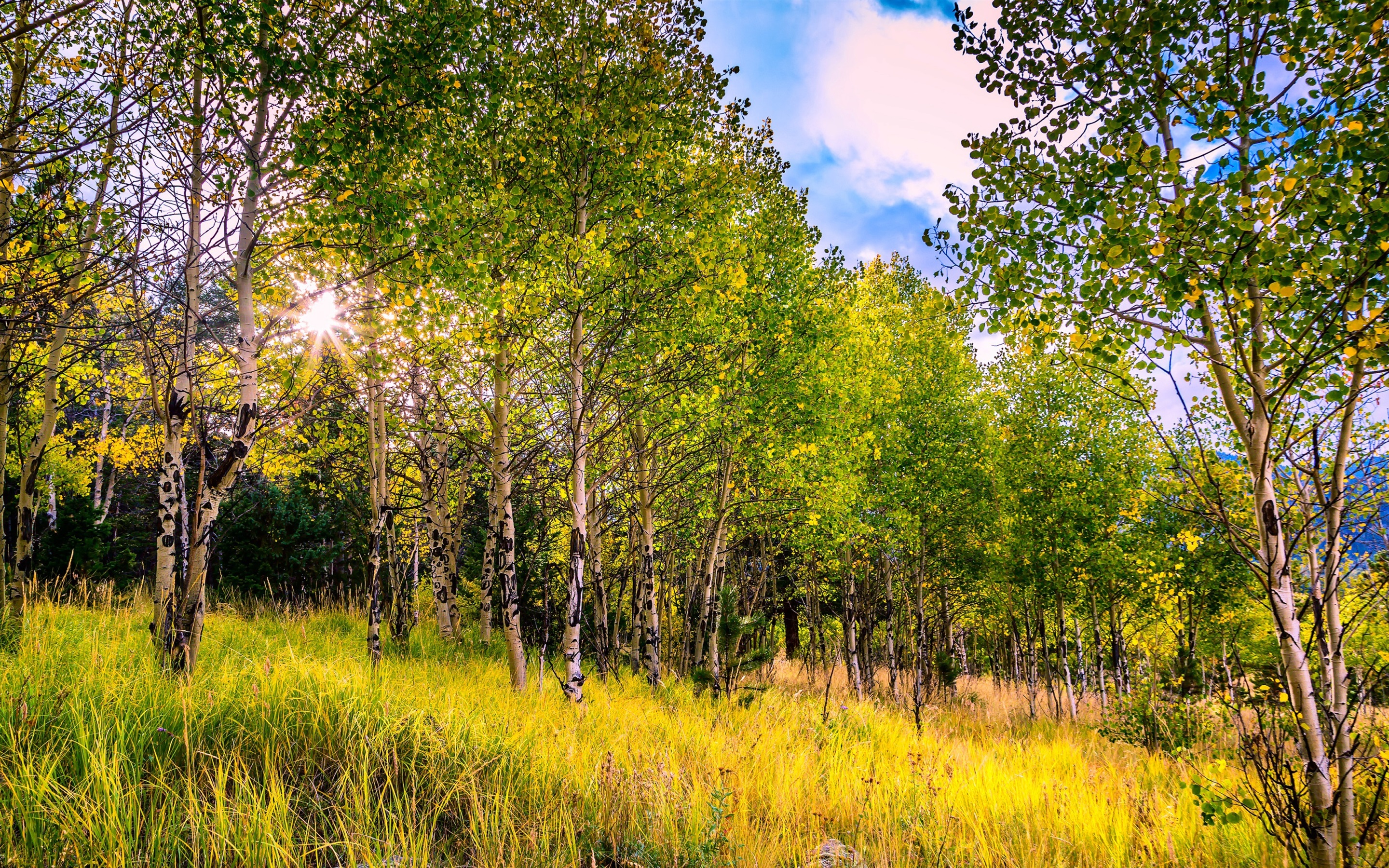 Wallpaper Usa, Colorado, Aspen Trees, Grass, Autumn - Широкоформатные Картинки Россия Роща , HD Wallpaper & Backgrounds