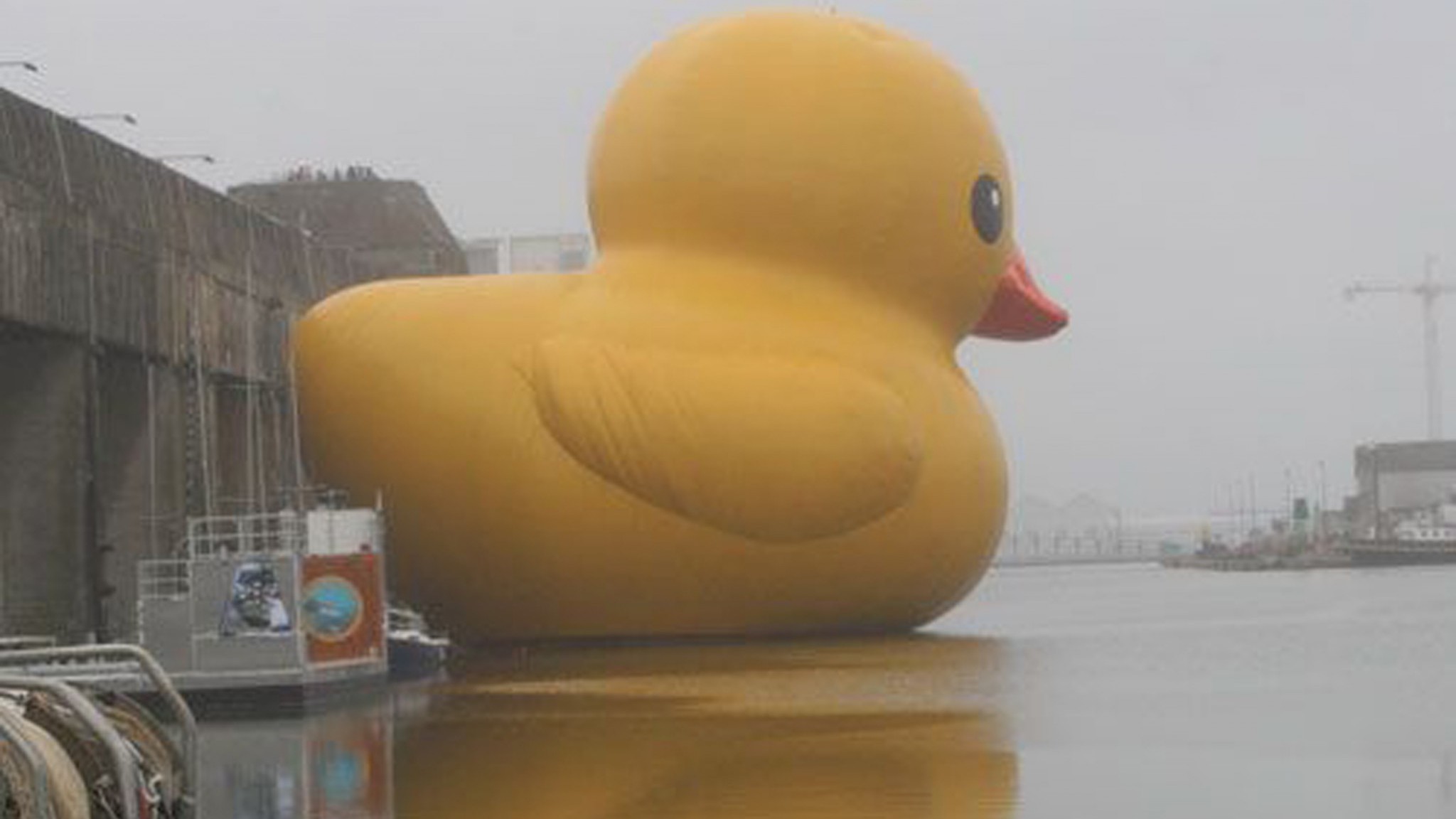 Ducks Rubber Duck Wallpaper - Big Duck In Water , HD Wallpaper & Backgrounds