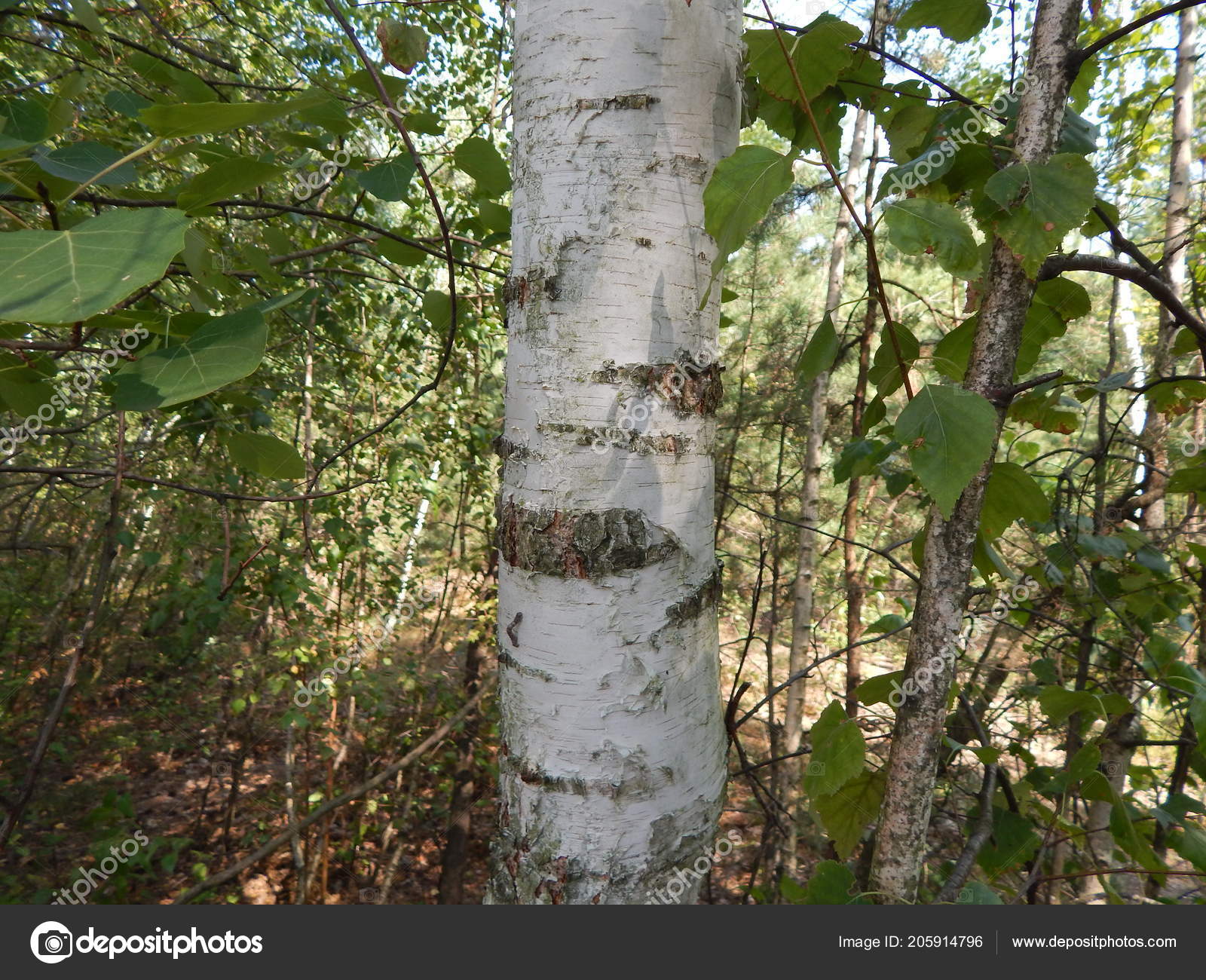 Forest Landscape Trees Wallpaper Tree Stock Photo - Canoe Birch , HD Wallpaper & Backgrounds