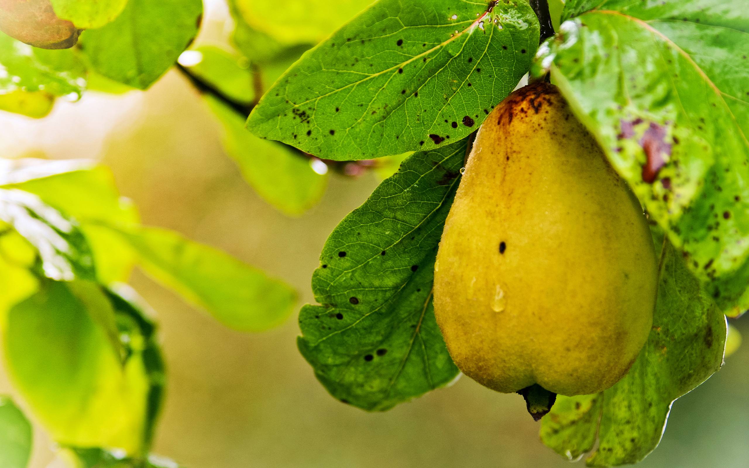 Pear Wallpaper - Pears - Hd Wallpaper Fruit Trees , HD Wallpaper & Backgrounds
