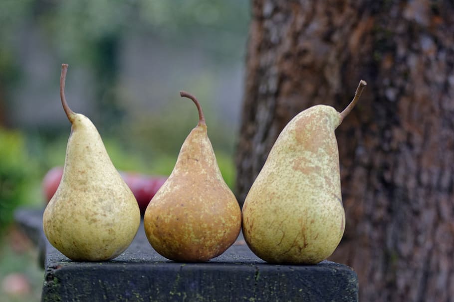 Autumn, Pear, Pears, Collections, Fruit, In The Fall, - Autumn Pear , HD Wallpaper & Backgrounds