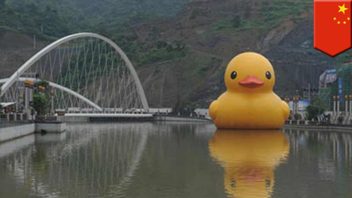 Giant Rubber Duck Made By Florentijn Hofman Flushed - Giant Rubber Duck Wallpaper Desktop , HD Wallpaper & Backgrounds