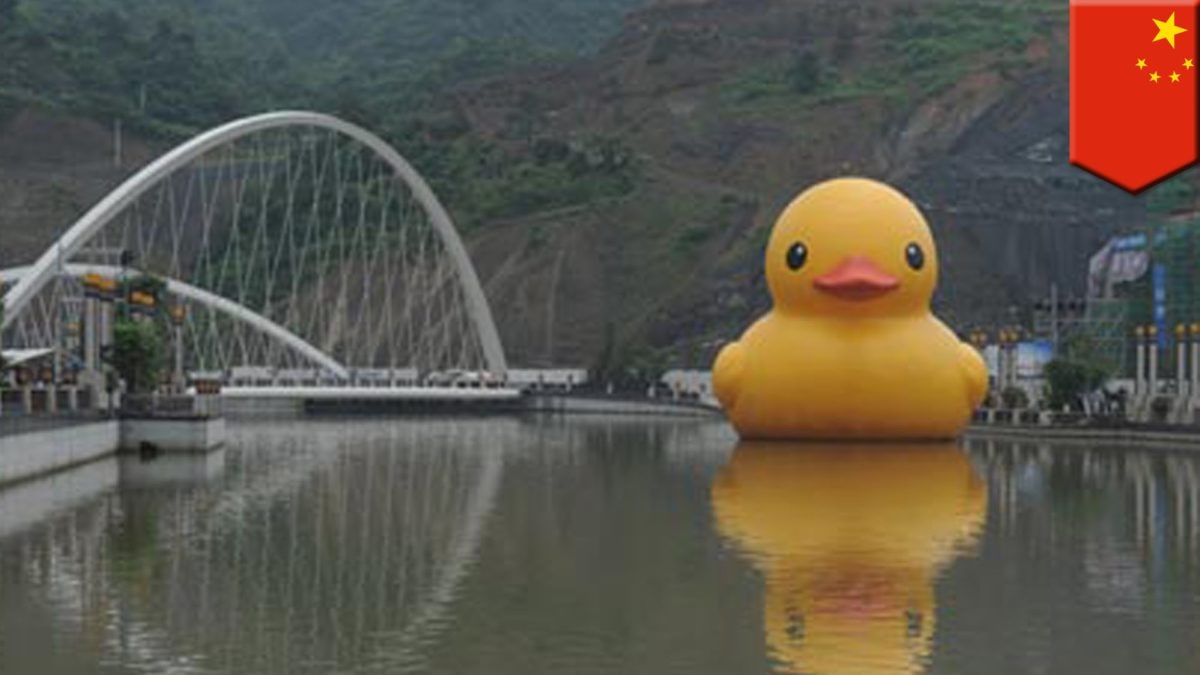 Download Giant Rubber Duck Made By Florentijn Hofman Flushed - Giant