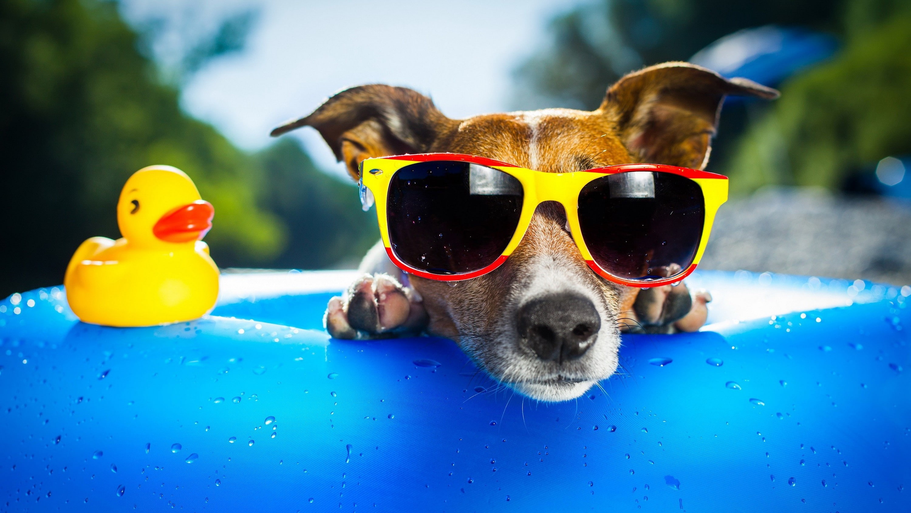 Dog With Sunglasses , HD Wallpaper & Backgrounds