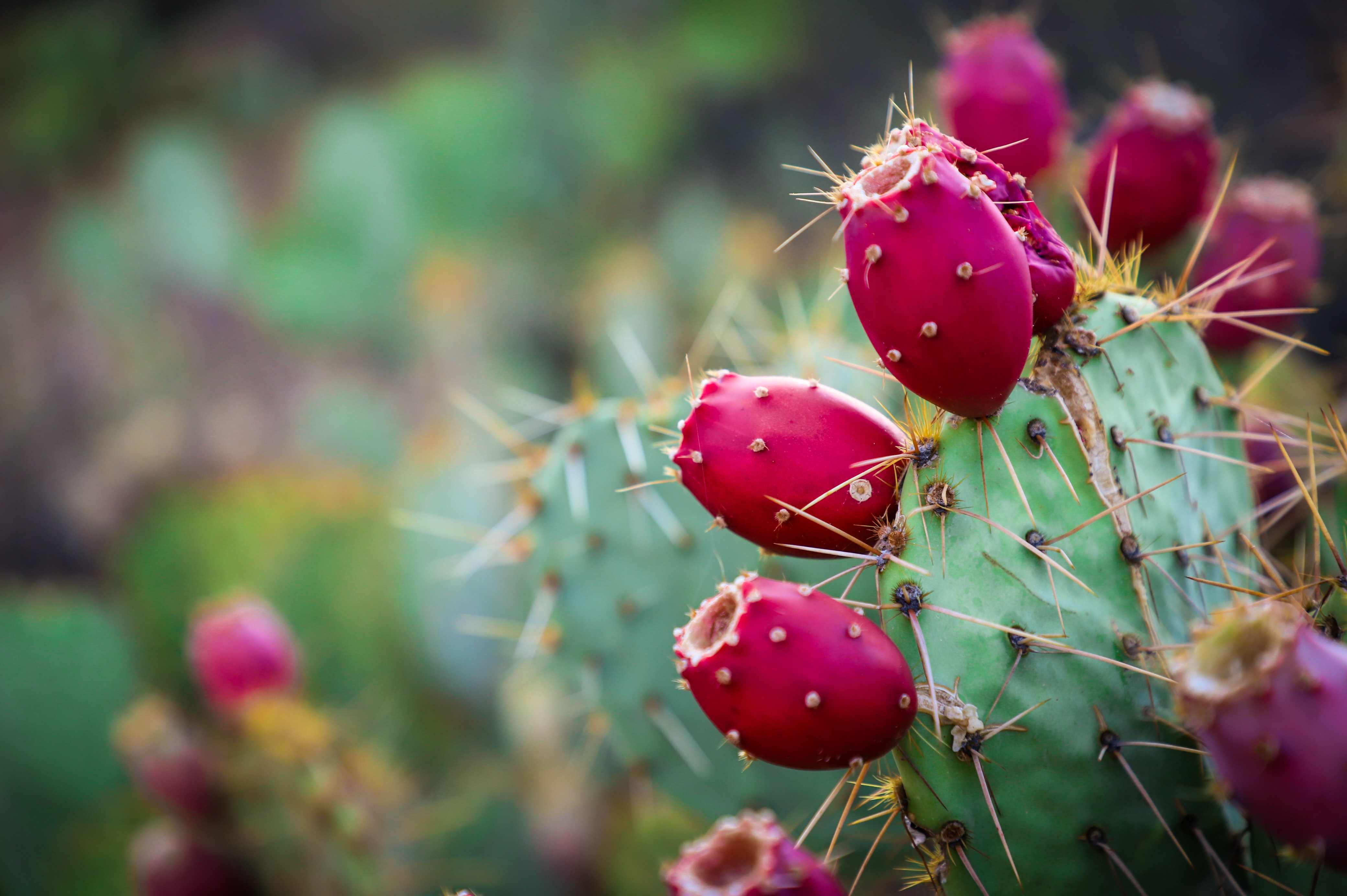 Prickly Pear Cactus Photography , HD Wallpaper & Backgrounds