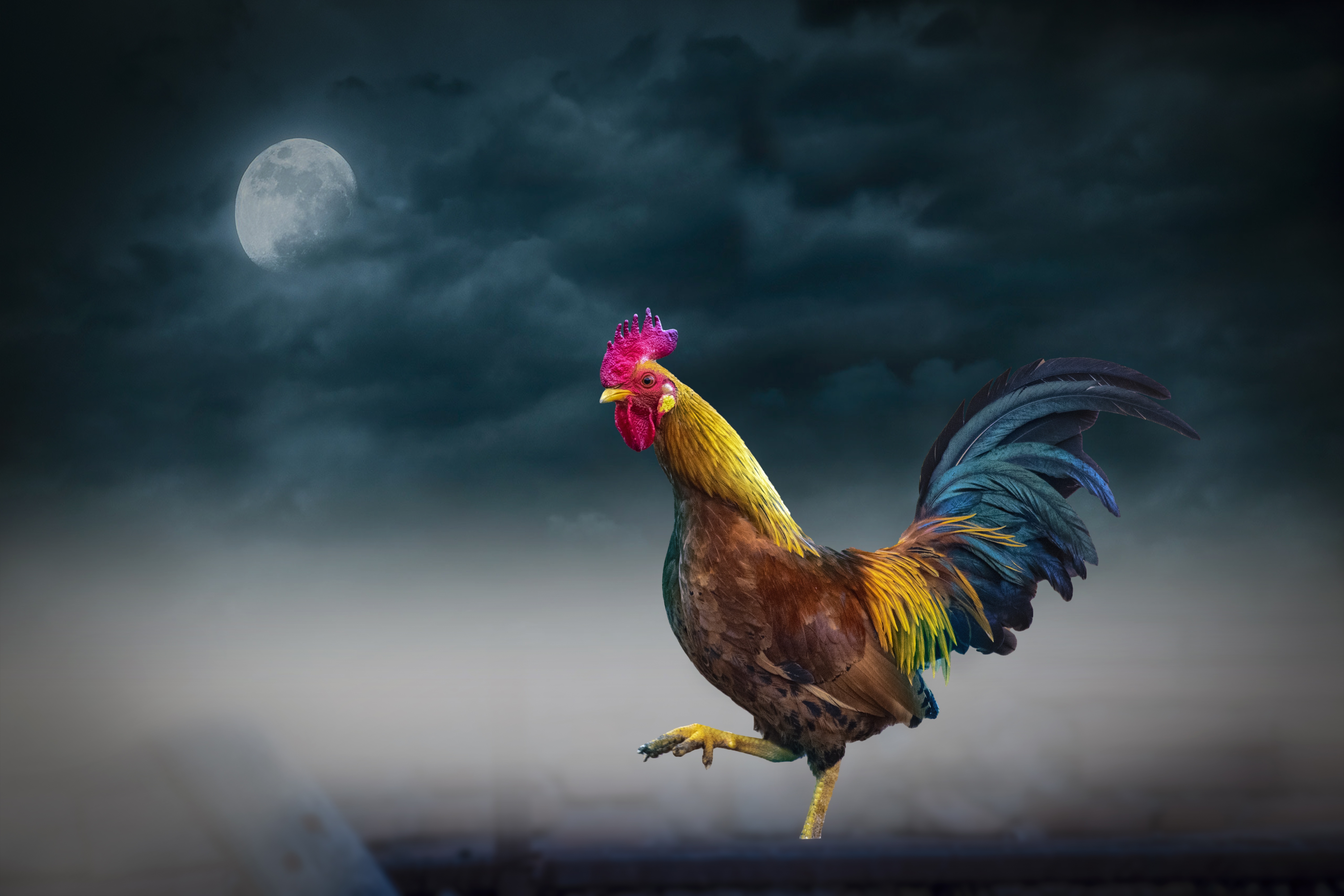 Rooster Photography , HD Wallpaper & Backgrounds