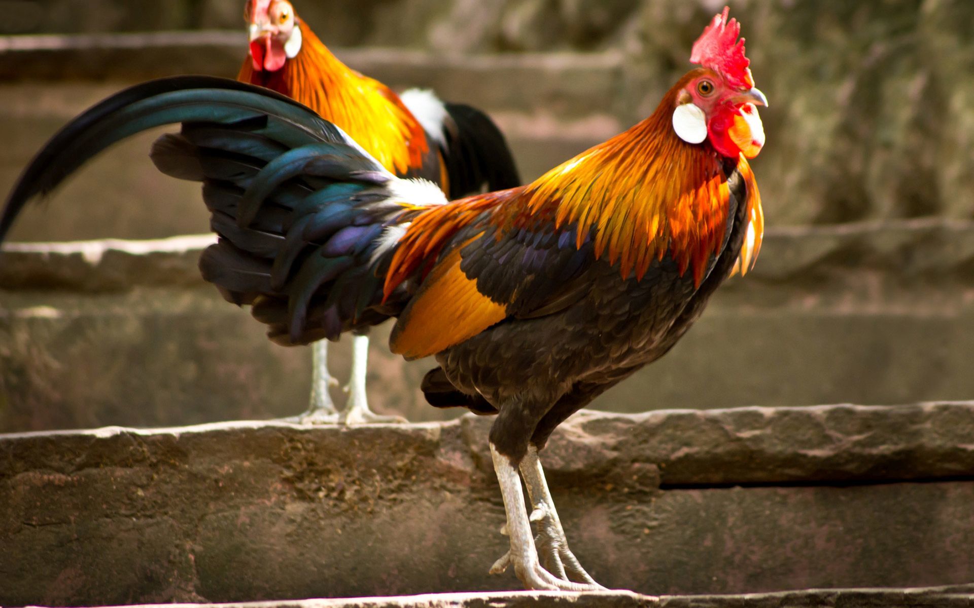 Roosters Wallpaper 1378482 - Gallos 1080 , HD Wallpaper & Backgrounds