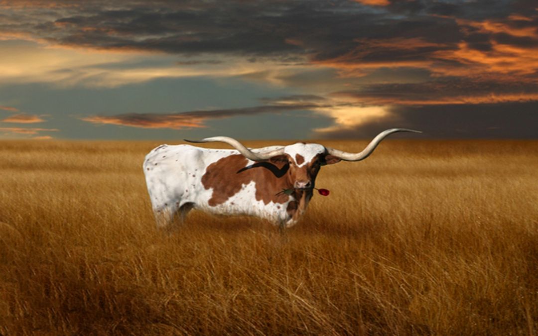 Texas Longhorn Wallpaper Screensavers - Beautiful Texas Longhorn , HD Wallpaper & Backgrounds