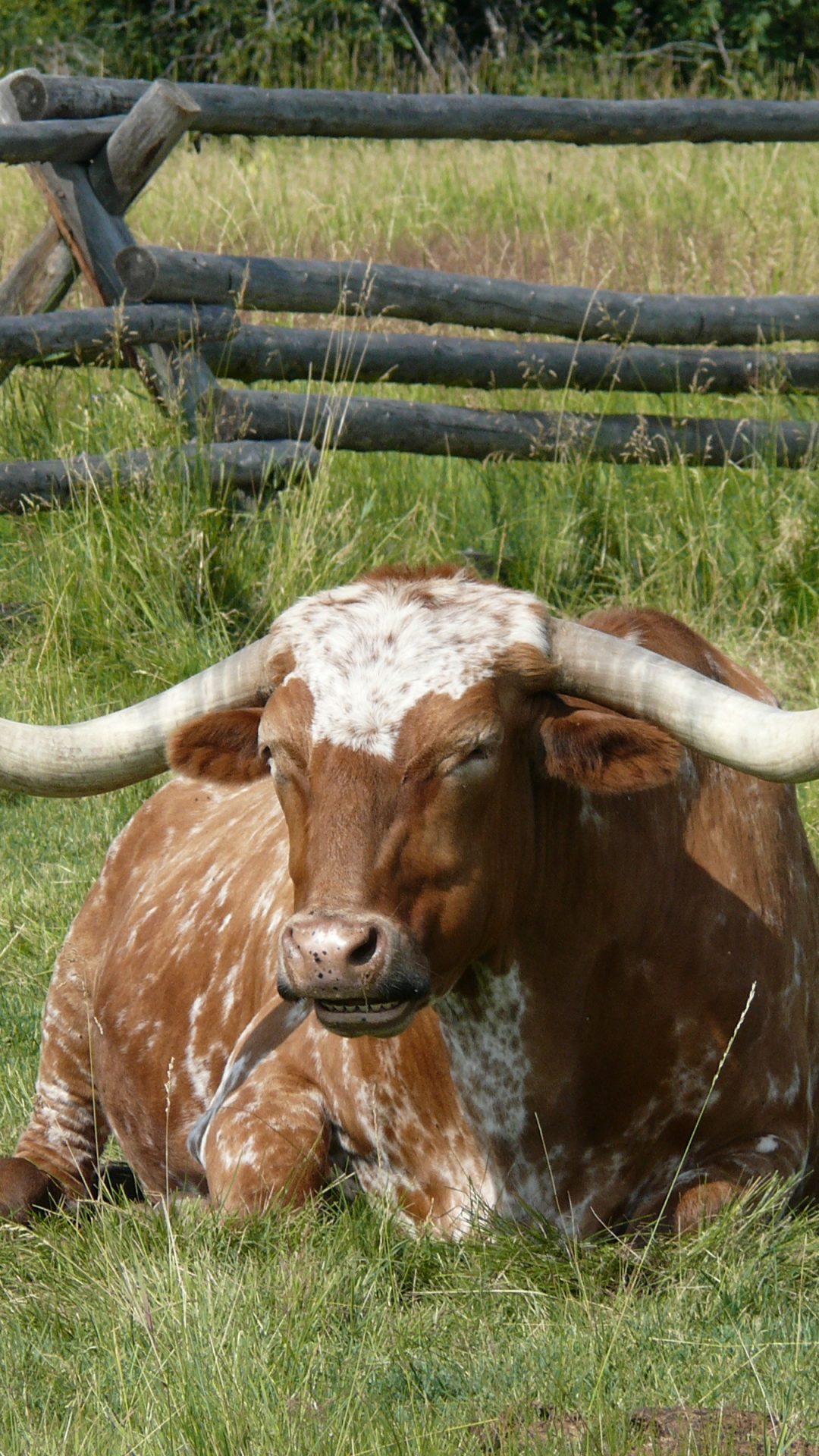 Longhorns Cows Wallpaper Iphone , HD Wallpaper & Backgrounds