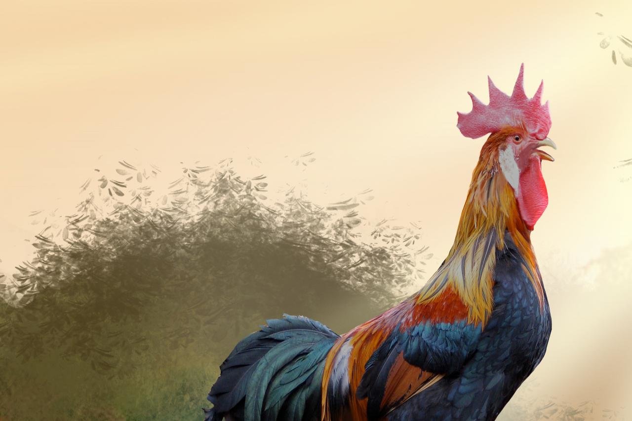 Best Rooster Background Id - Morning Rooster , HD Wallpaper & Backgrounds