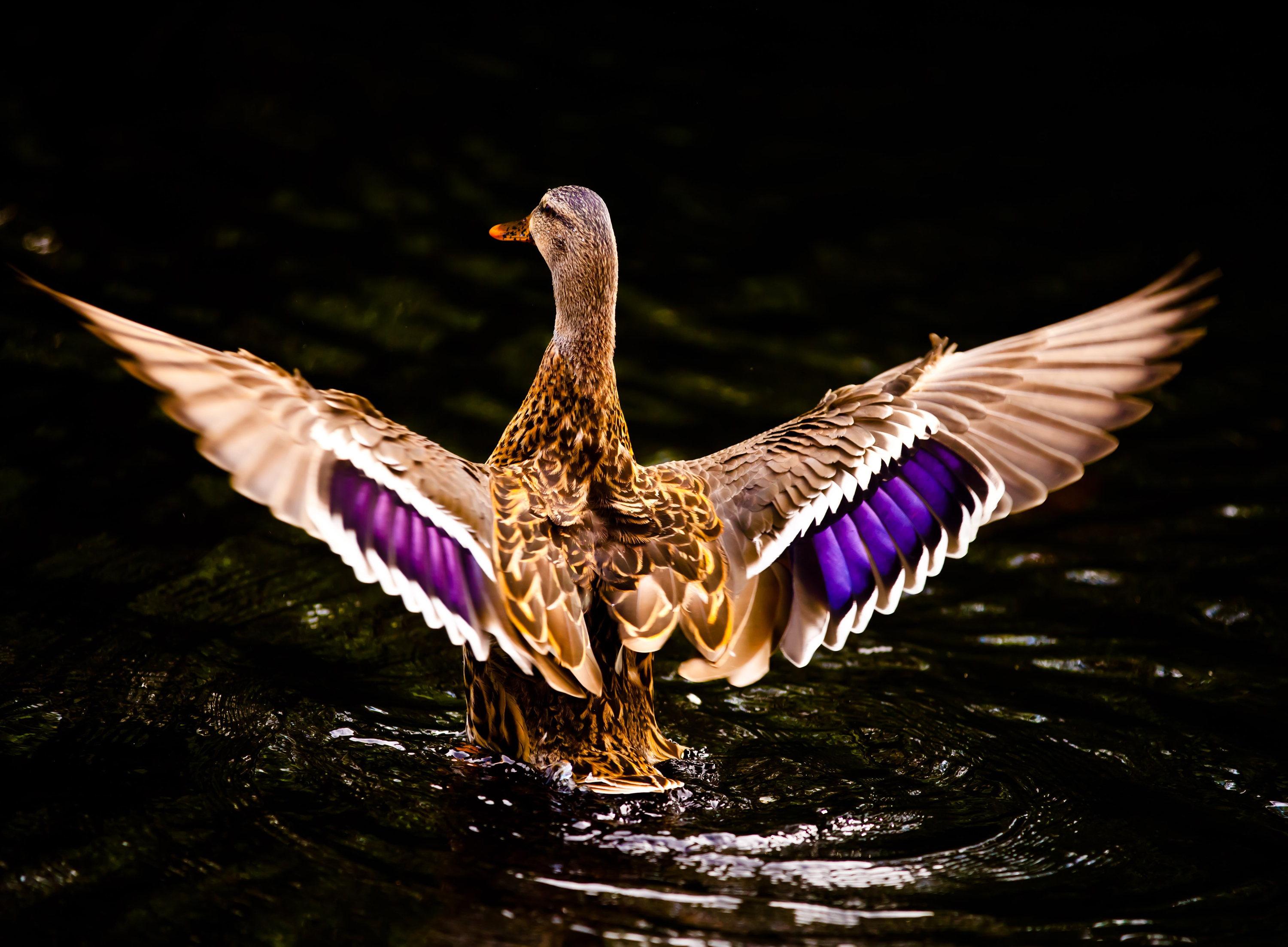 Desktop Wallpapers Free Duck - High Quality Ducks , HD Wallpaper & Backgrounds