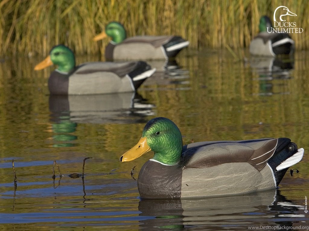 Free Desktop Wallpapers - Background Hunting Ducks Unlimited , HD Wallpaper & Backgrounds