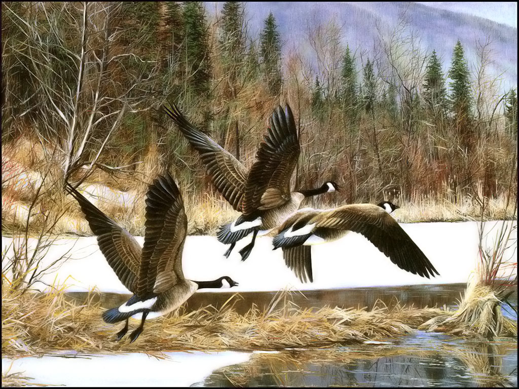 Ducks Unlimited Wallpapers - Wild Ducks , HD Wallpaper & Backgrounds
