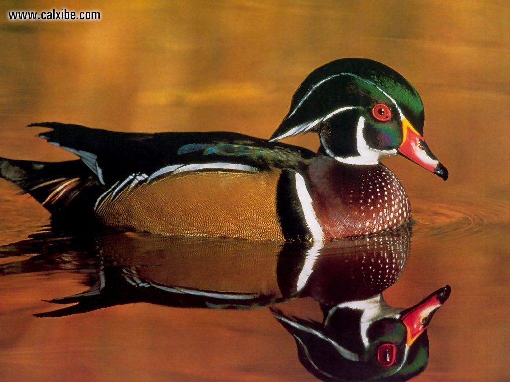 Tags Duck 10 Pics Wood Duck 3 Pics Duck Is The Common - Wood Duck Wallpaper For Computer , HD Wallpaper & Backgrounds
