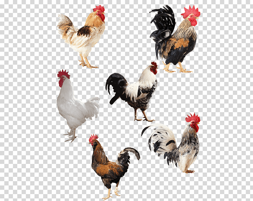 Rooster Chicken Desktop, Chicken, Animals, Galliformes, - White And Black Rooster , HD Wallpaper & Backgrounds