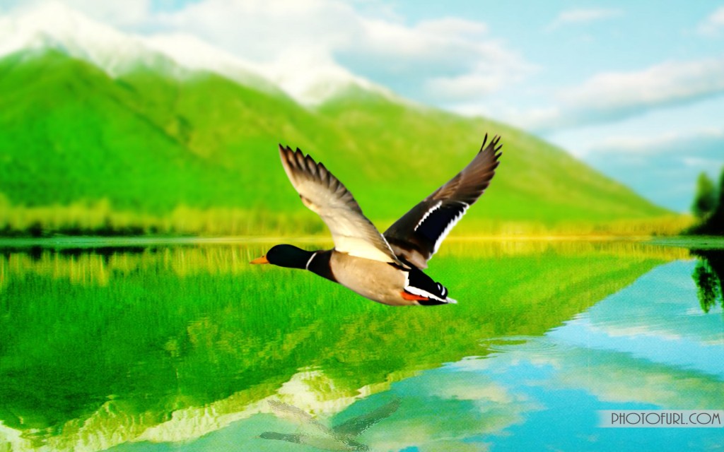 Mallard Duck - Green Nature In Kerala , HD Wallpaper & Backgrounds