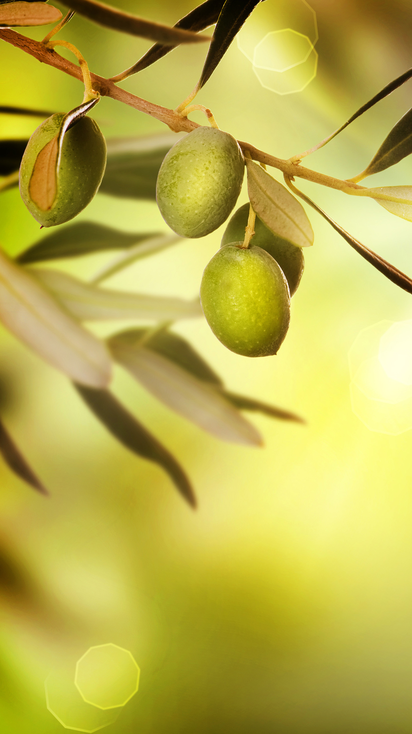 Phone Olive Wallpaper Full Hd Pictures - Olive Background , HD Wallpaper & Backgrounds