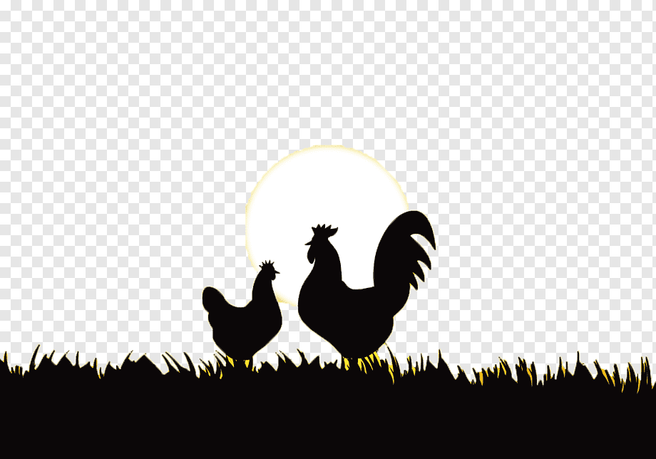 Rooster Chicken Silhouette, Sunrise, Galliformes, Computer - Rooster Chickens Silhouette , HD Wallpaper & Backgrounds