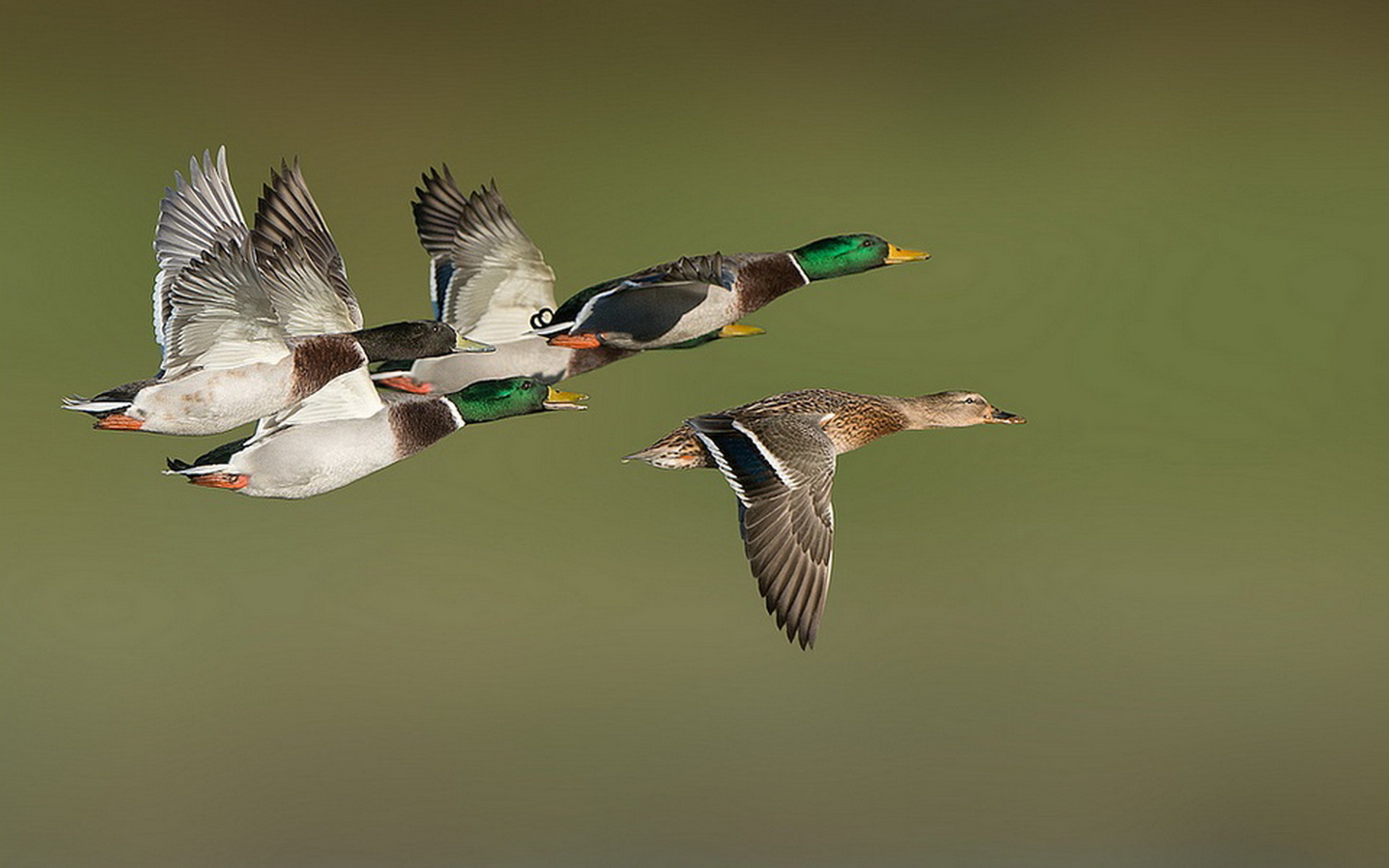 Duck Hunting Hd Wallpapers This Wallpaper - Wild Duck Background , HD Wallpaper & Backgrounds