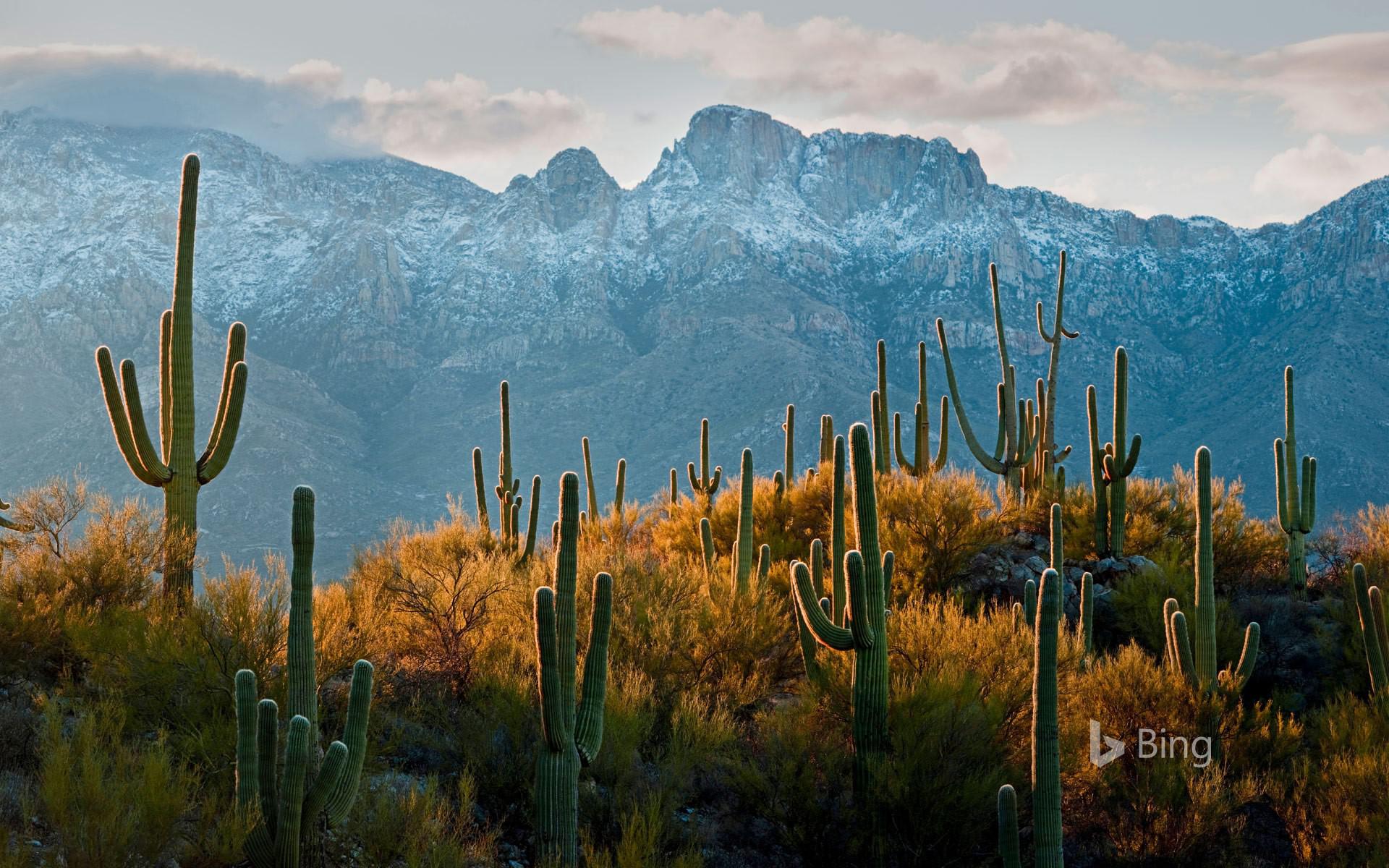 Saguaro Cacti In The Sonoran Desert Near Tucson Arizona , HD Wallpaper & Backgrounds