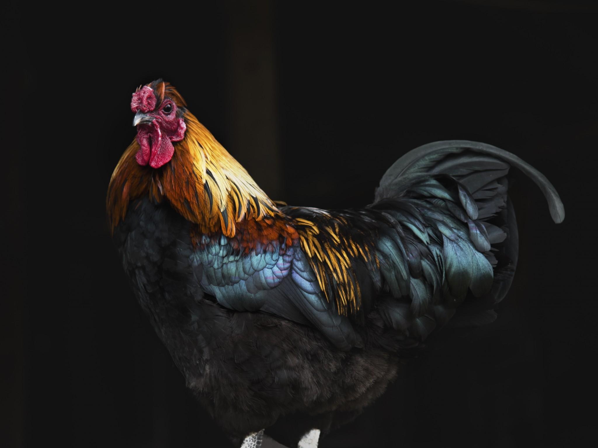 Rooster, Feathers, Avian, Beak - Template Powerpoint Chicken Free , HD Wallpaper & Backgrounds