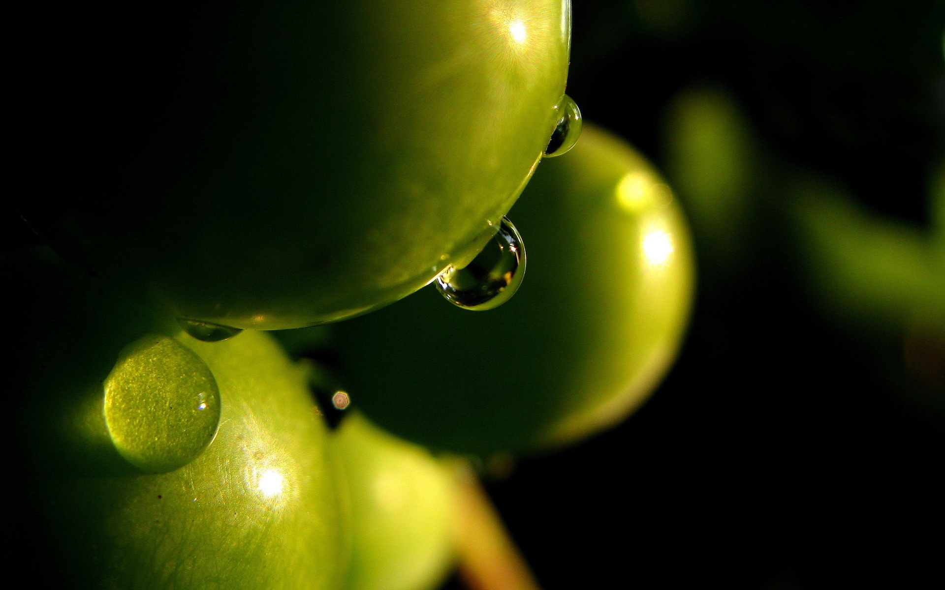 Olive Full Hd Wallpaper And Background Id407877 - Hd Wallpaper In Olive Green , HD Wallpaper & Backgrounds