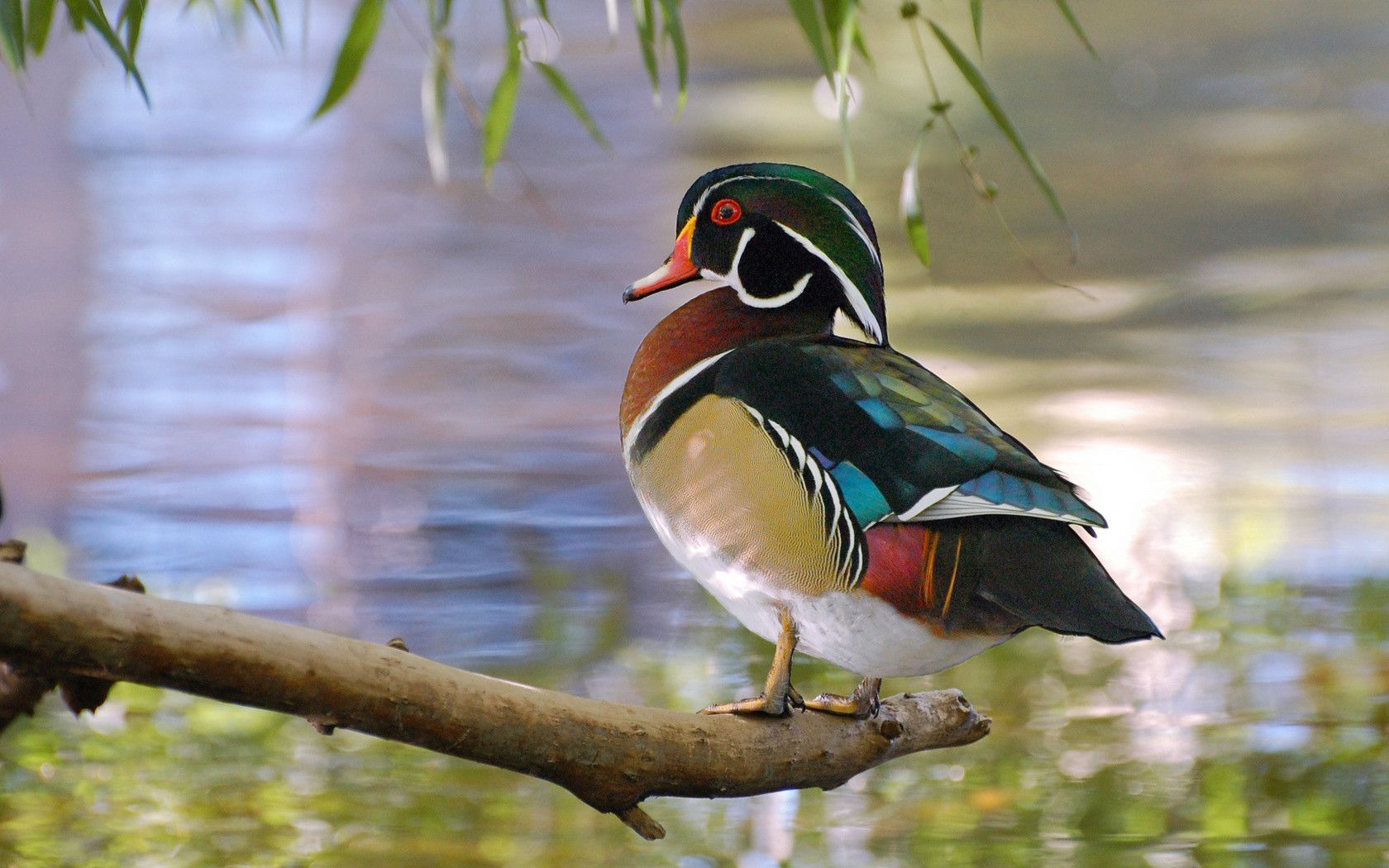 Waterfowl Wallpapers - Wallpaper Cave - Wood Duck Background , HD Wallpaper & Backgrounds