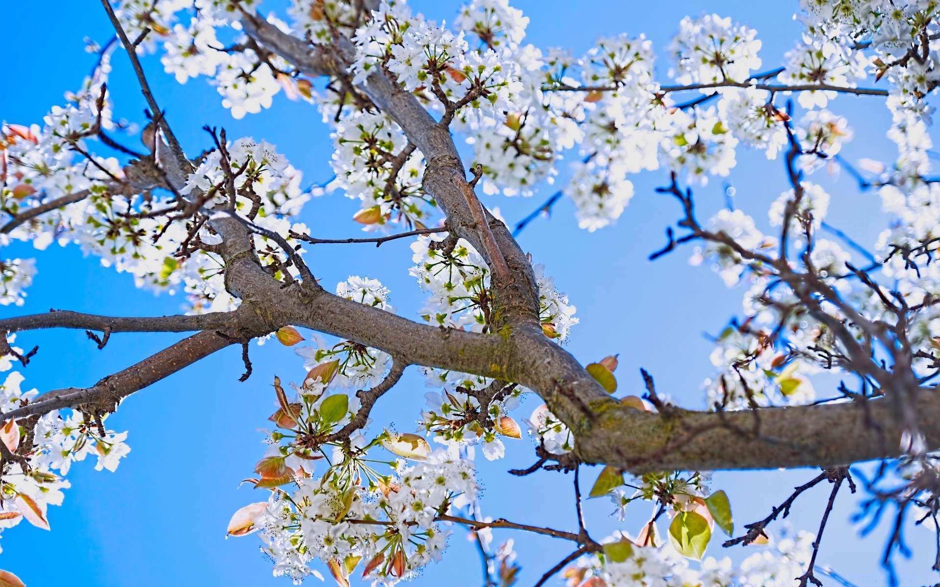 Spring Tree Cherry Branch Flower Apple Season Nature - Spring Pear Tree , HD Wallpaper & Backgrounds