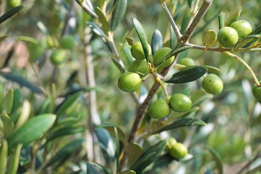 Close-up Photo Of Green Fruits, Olives, Olive Tree, - Olive Branch Tree , HD Wallpaper & Backgrounds