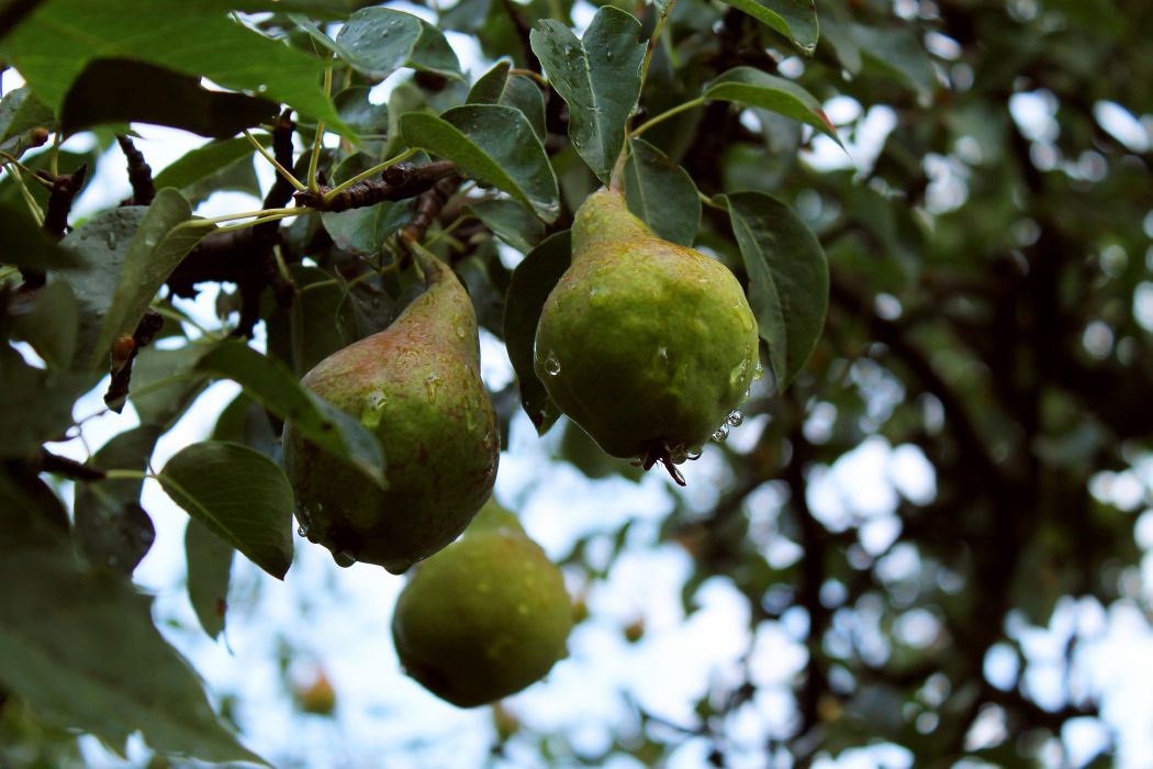 Pear Fruits Tree Rain Drops Morning Summer Wallpaper - Hd Rain Drops Fruits , HD Wallpaper & Backgrounds
