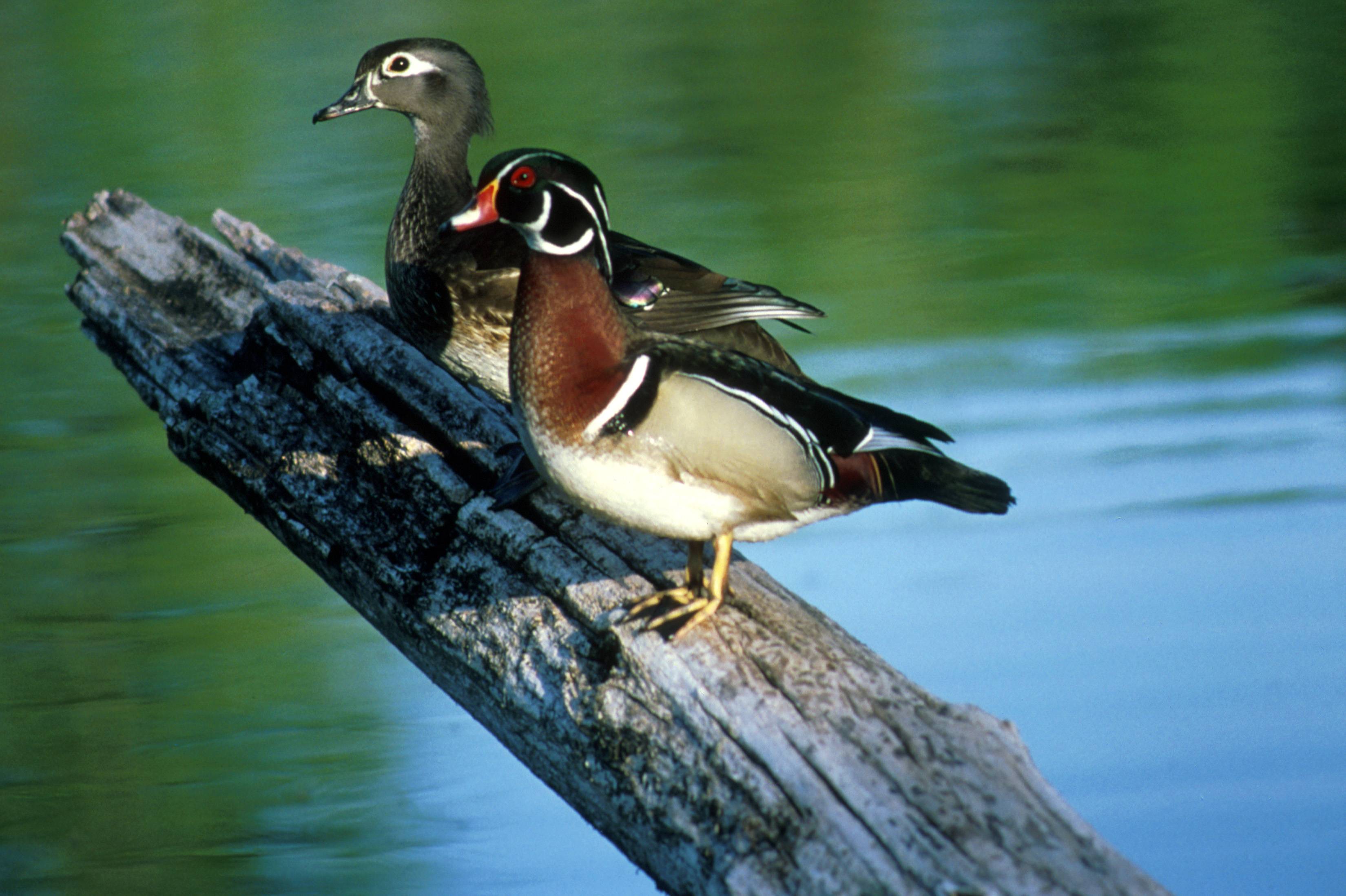 Wood Duck - Wallpaper Id - - Wood Duck Primaryy Consumers , HD Wallpaper & Backgrounds
