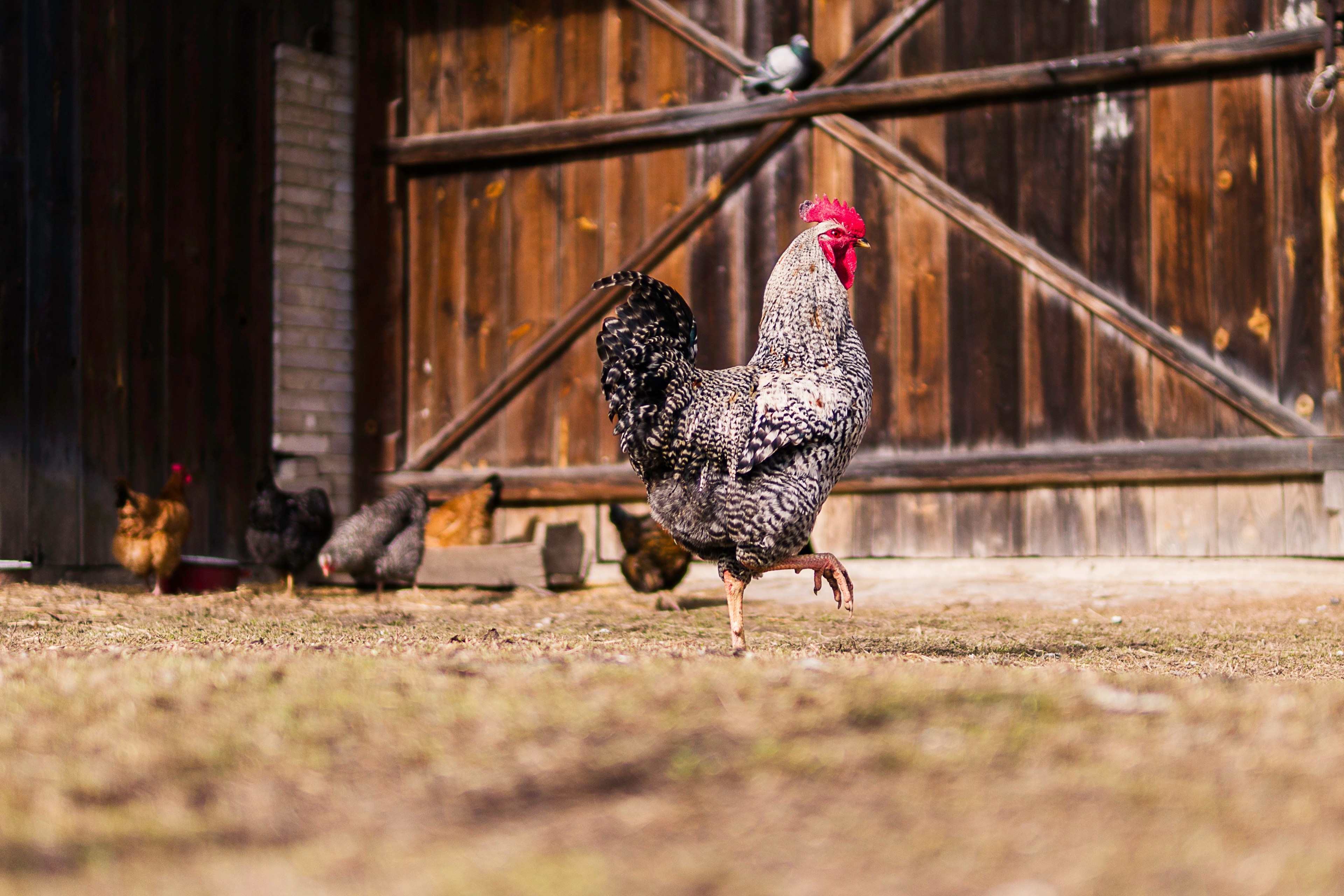 Roosters In Front Of Barn , HD Wallpaper & Backgrounds