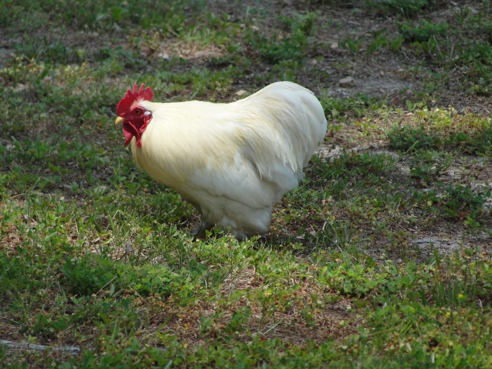 Yellow And White Bantam Rooster Preview - Egg Laying Chickens , HD Wallpaper & Backgrounds
