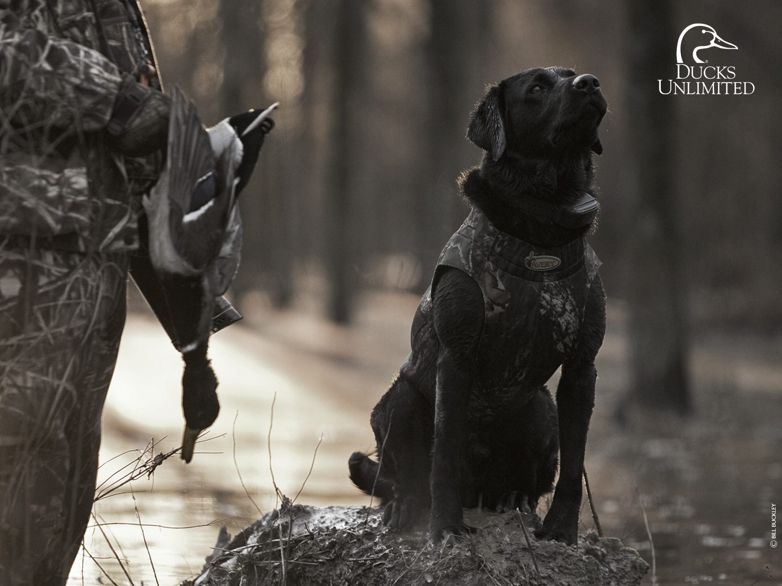 Black Lab Ducks Unlimited , HD Wallpaper & Backgrounds