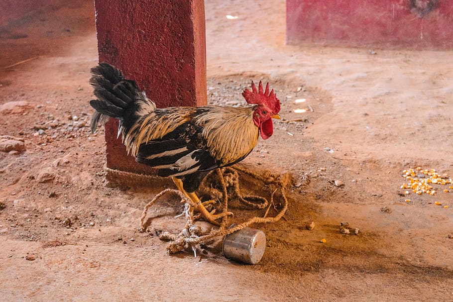 Haiti, Caracol, Farm Animal, Chicken, Ceremony, Religion, - Rooster , HD Wallpaper & Backgrounds