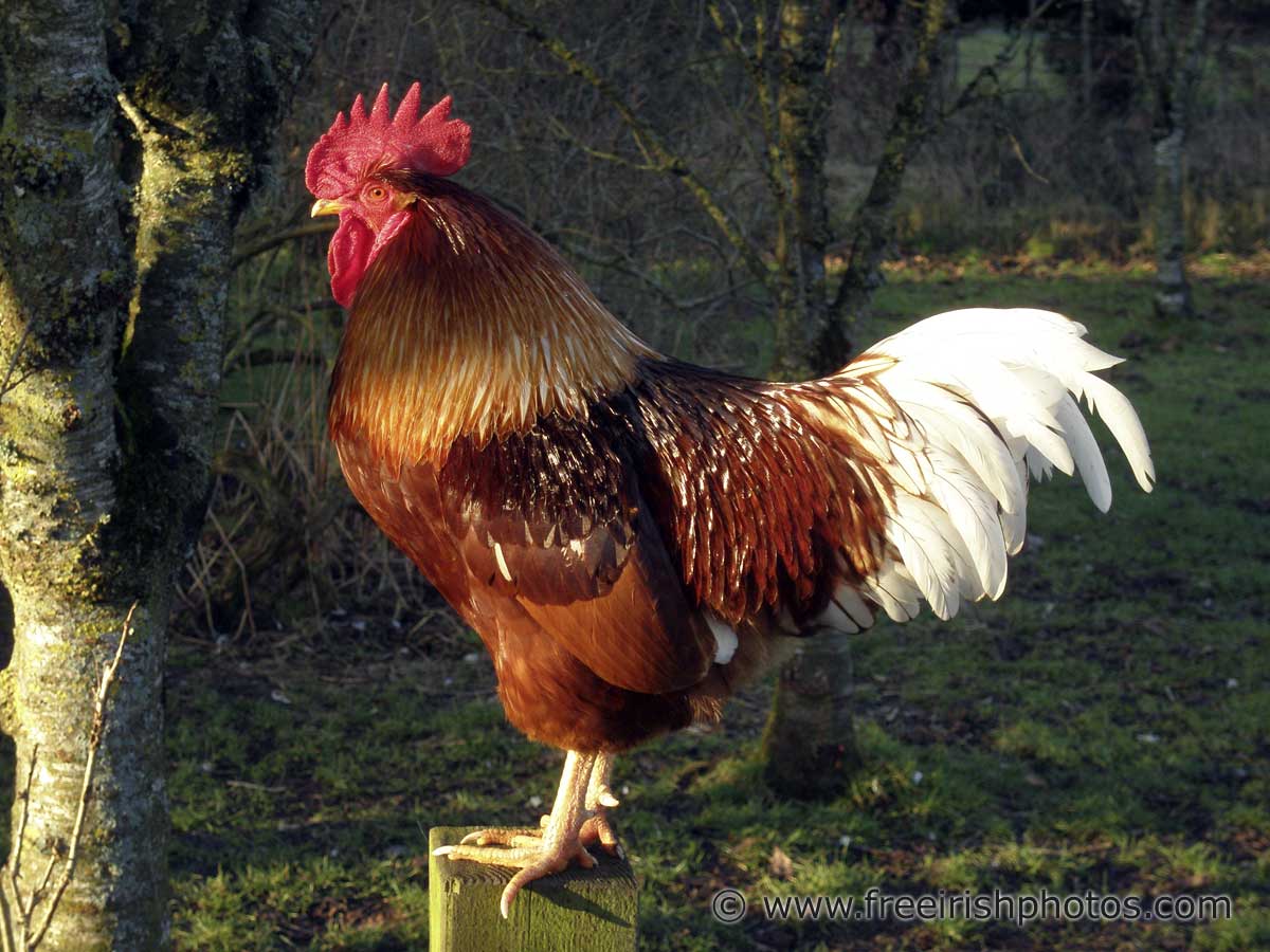 Impressive Rooster Standing On Fence Post - Impressive Hens , HD Wallpaper & Backgrounds