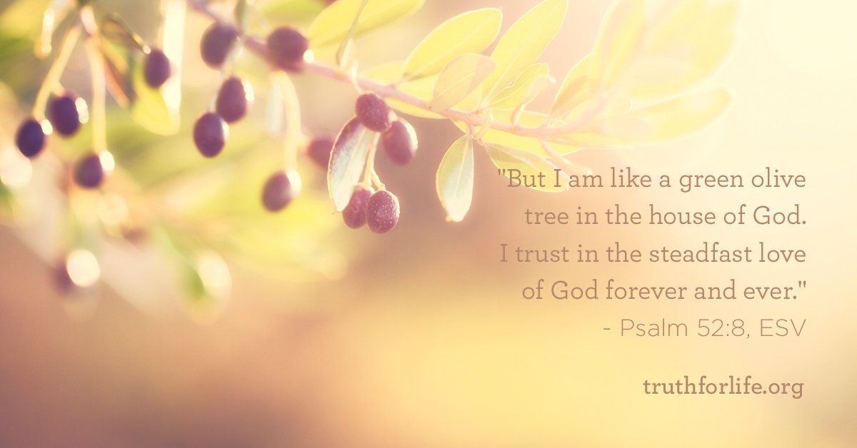 Bible Verse I Am Like A Green Olive Tree , HD Wallpaper & Backgrounds