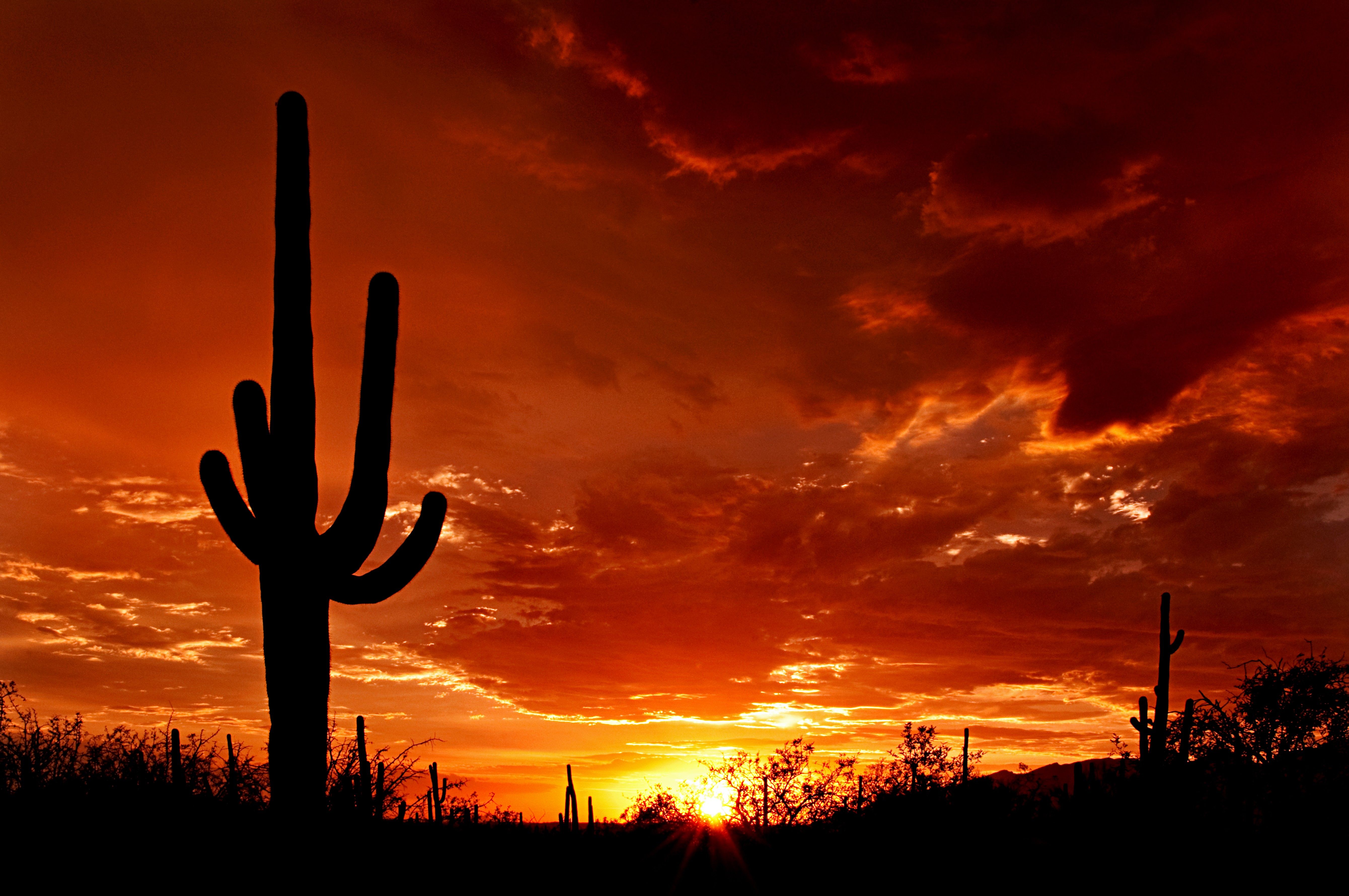 Sunset Cactus In Desert , HD Wallpaper & Backgrounds