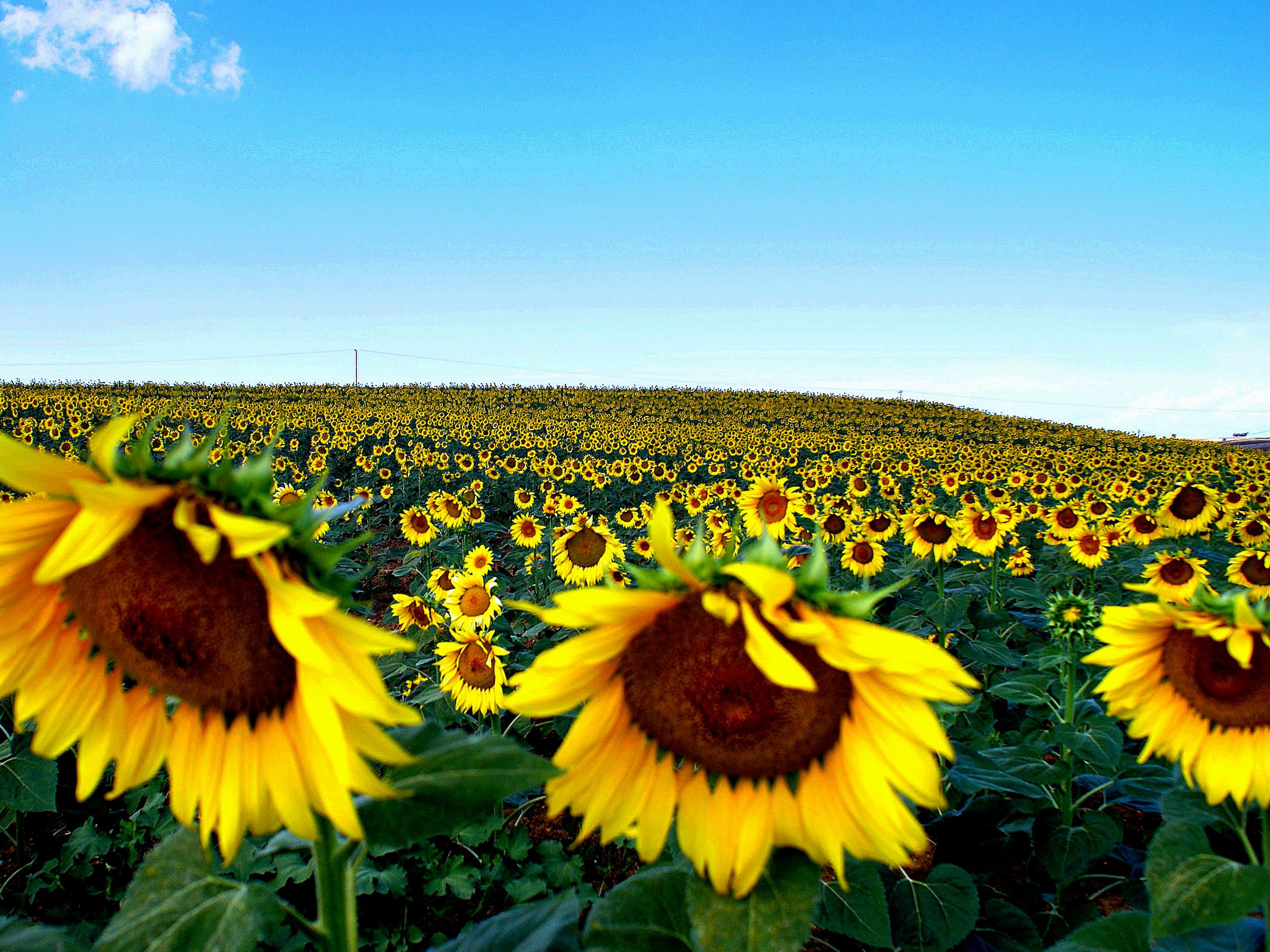 Sunflower Seeds Forever Moudania, Central Macedonia, - Sunflower , HD Wallpaper & Backgrounds