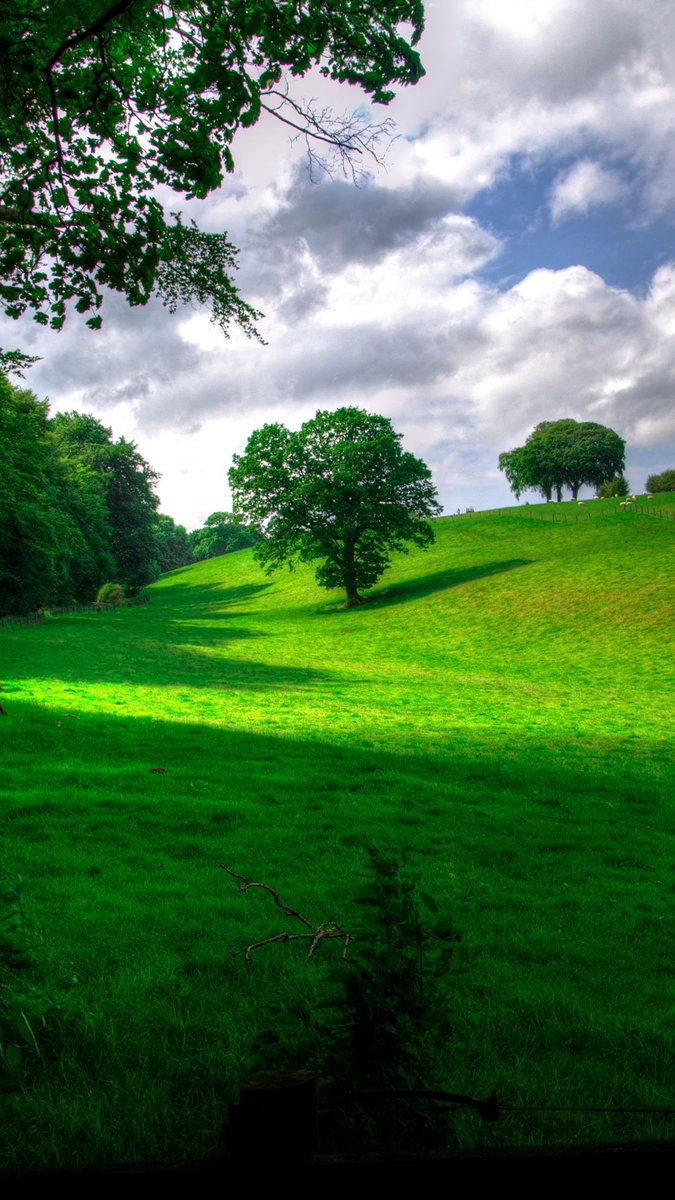 Pasture Scene With Trees , HD Wallpaper & Backgrounds