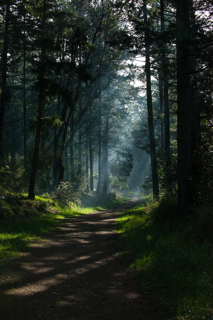 Nature, Trees, Portrait Display, Path, Forest, Sunlight, - Nature 4k Wallpaper Portrait , HD Wallpaper & Backgrounds