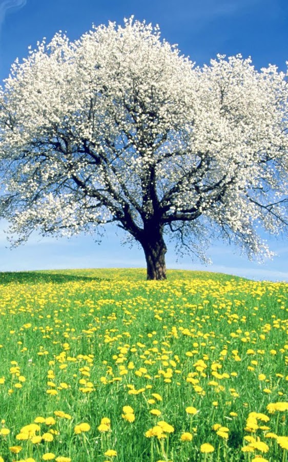 Nature Wallpaper Portrait - Spring Tree , HD Wallpaper & Backgrounds