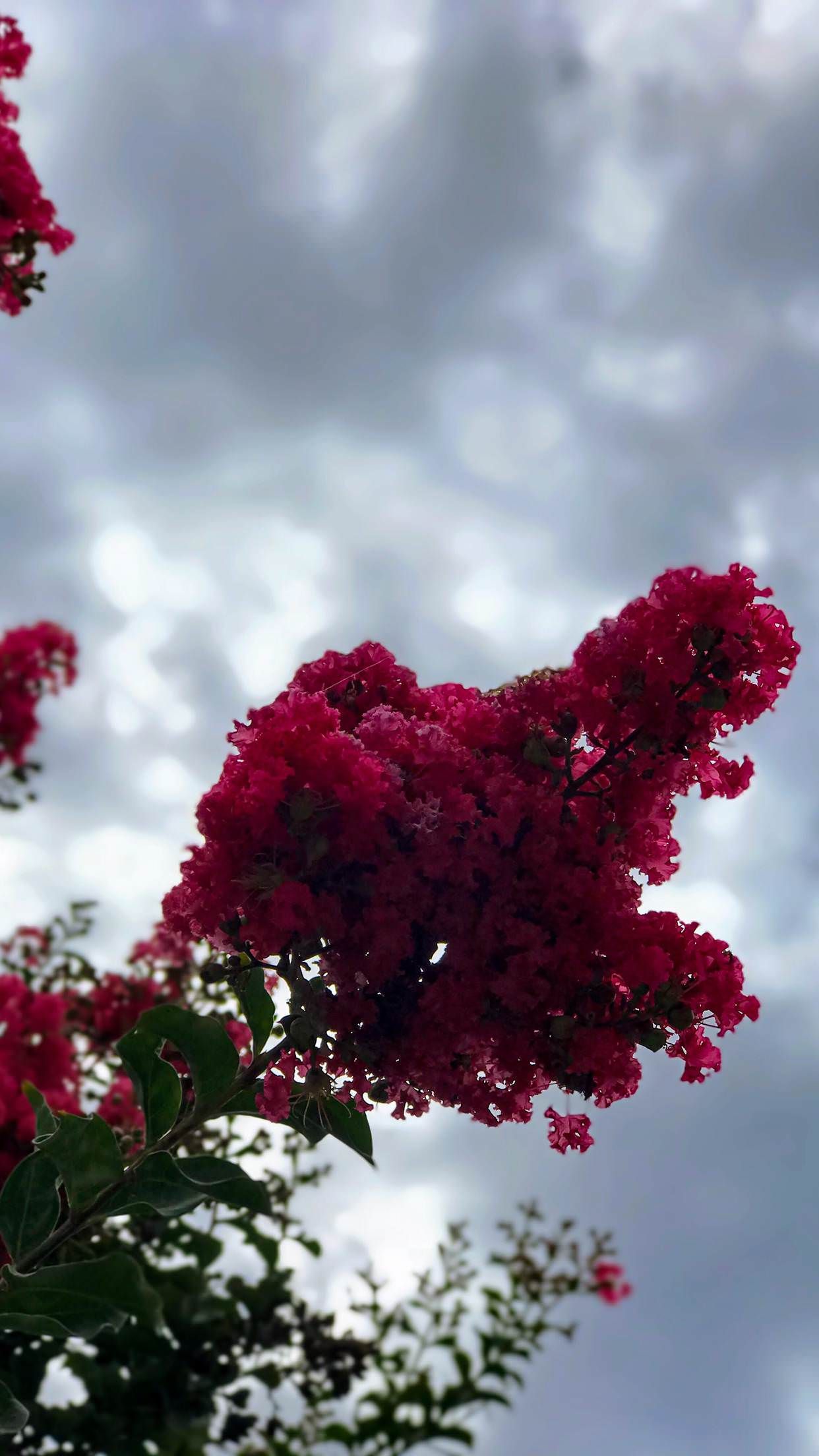 Portrait Mode Wallpaper - Crape Myrtle , HD Wallpaper & Backgrounds