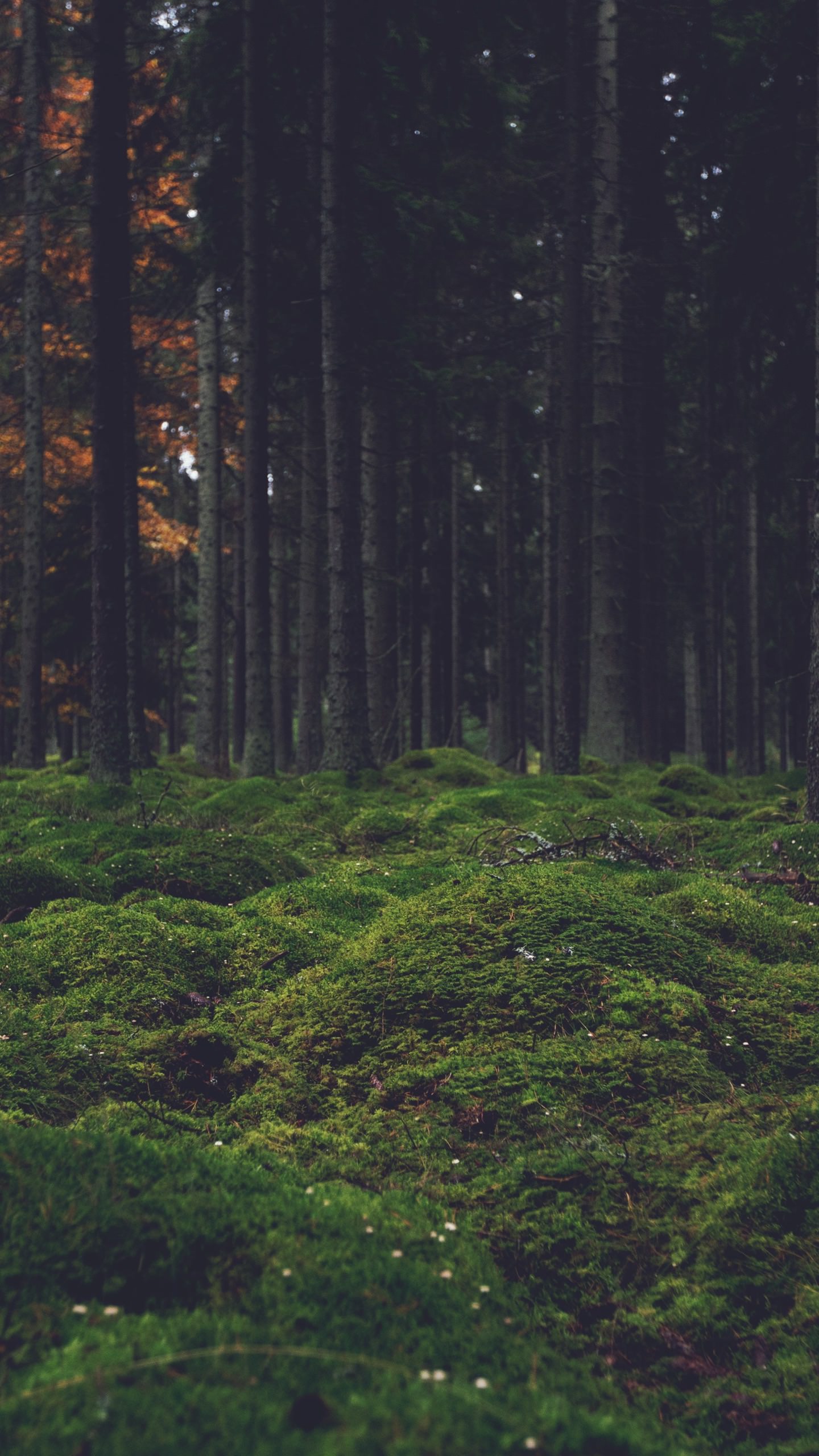 Iphone 6s Wallpaper Forest Hd Wallpaper Backgrounds Download