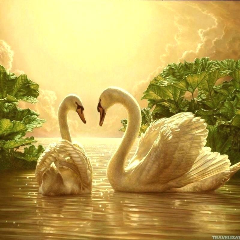 Swan Love , HD Wallpaper & Backgrounds
