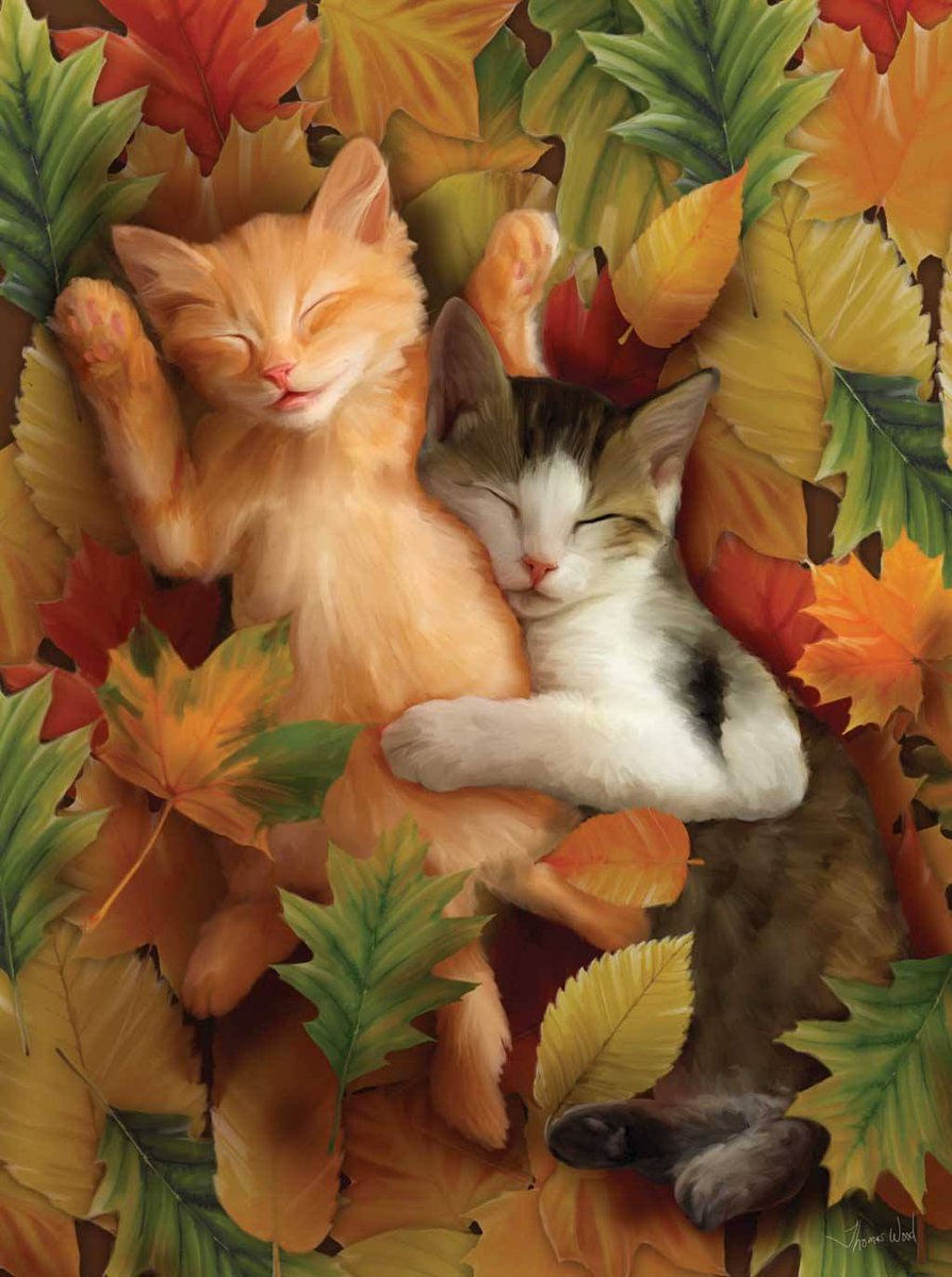 Kitten Puppy Autumn , HD Wallpaper & Backgrounds