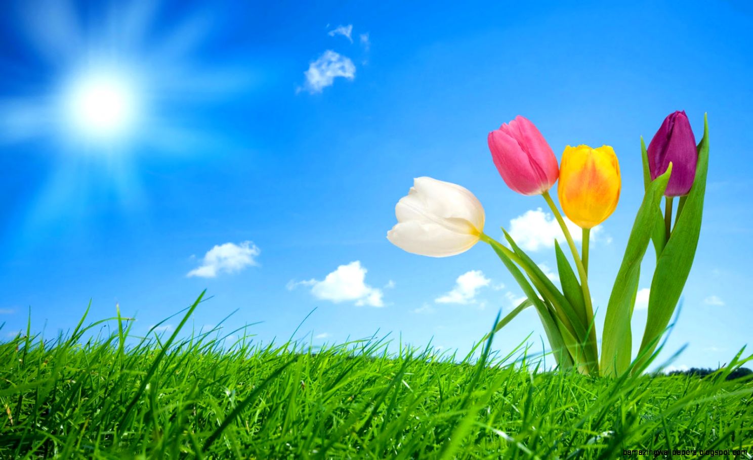Spring Computer Wallpaper Background Wallpapersafari - Sunrise Images With Flowers Hd , HD Wallpaper & Backgrounds